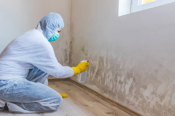 Mold Remediation specialist working in Roslyn Heights